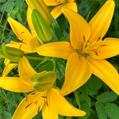 jacsbk1120's profile picture. 🇺🇸✝️👠Married, Mom, Gardener, Coffee drinker, Catholic🕊️ God bless America, MAGA. No DMs, No bots! No Porn! Register Republican! Dogs are the best!🐾