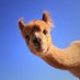 Llama Del Rey (@ilikesinnamon) Twitter profile photo Llama Del Rey (@ilikesinnamon) Twitter profile photo