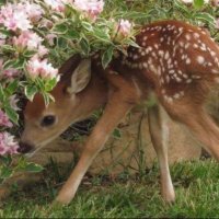 ⋆｡⋆୨୧˚ (@rallkubaisi) Twitter profile photo