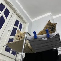 airdropmeme28 (Ø,G) (✸,✸) ⛺ ∞ TΛNSSI (@airdropmeme28) 's Twitter Profile Photo