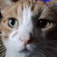 Extra (@extraawesome12) 's Twitter Profile