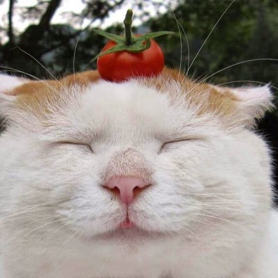 XgNey328Oz75659's profile picture. 毎朝夫婦で散歩🌲| 編み物 | 韓国ドラマ | 明日の朝のパン🍞 |信教の自由| スパイ防止法賛成