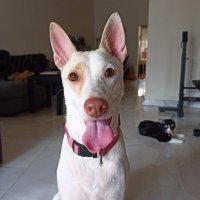 Adam W. | Bedrock (@frostyfoxes) 's Twitter Profile