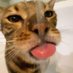 Cayden (@dontstopmeowing) Twitter profile photo Cayden (@dontstopmeowing) Twitter profile photo
