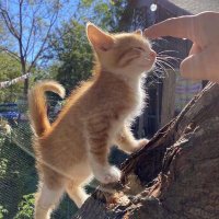 coklatobeli (@coklatobeli52) 's Twitter Profile