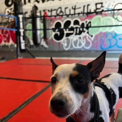 Jack Russell Terrier | Official Mascot @jab_academy | Bag Worker