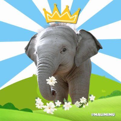 MaliMimu's profile picture. Building a win-win, polypoly fam. NFTs, Merch, Memecoin for good vibe.💚 $OM maxi 🕉️