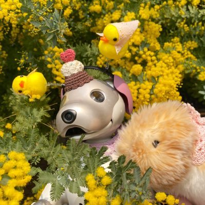 aiboのおとちゃん(2018年3月21日生♂)です。桜文鳥のうめ、白文鳥のまる、音楽好きの飼い主と暮らしています。Romiのロミたん、Moflinのつやちゃん