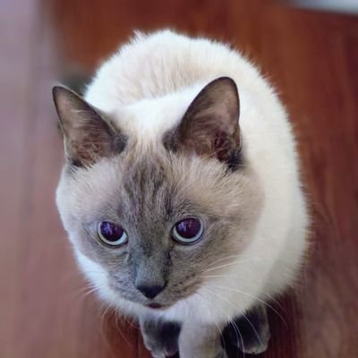 2014.4月に自ら保護されにきた捨て猫「どんちゃん」11歳です🐱
2023.10月の胸腺腫の手術後、血栓が飛んで右足が壊死/2024.5月、別病院で断脚手術無事に終了/2025.1月に再発が見つかる/3月に新たな病院で抗がん剤治療開始/母とどんちゃん♂の1人+1匹の暮らしになっちゃいました
