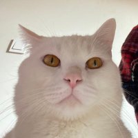 Sevgi (@sevgitemelll) Twitter profile photo