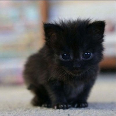 Hasim2mei's profile picture. Gewoon een willekeurig meisje.