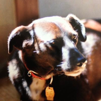 2021年4月に化学物質過敏症を発症。2024年5月に寛解。2012年にパワハラ、時短ハラスメント、おそらく広汎性発達障害の人が健常者として派遣で入り、その人の面倒を8ヶ月間みさせられて精神がダウン→休職、復帰後に怒鳴られて身体表現性障害。氷河期世代、この世は地獄
