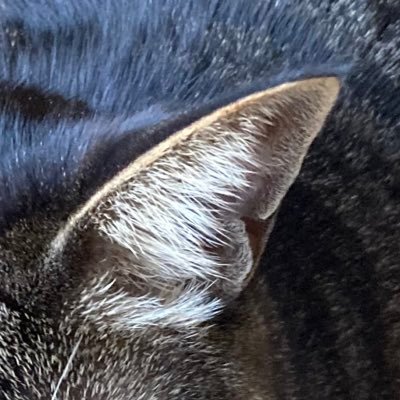 emimopupu's profile picture. 超人ロック 吸血鬼ハンターD 池波正太郎 James Patrick Hogan 光GENJI Dead or Alive Pete Burns Jorge Itovich Donn 🦐 A.B.C-Z 無言フォローOKです♪ほぼA.B.C-Zのことです。 気分転換にオフルーム