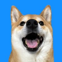 柴犬 まるさん (@marusan_0000) 's Twitter Profile Photo 柴犬 まるさん (@marusan_0000) 's Twitter Profile Photo
