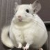 しっぽ (@chinchilla_med) Twitter profile photo しっぽ (@chinchilla_med) Twitter profile photo