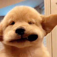 บ้อกแบ้ก✨🧩 (@ggwenjunnie) 's Twitter Profile Photo บ้อกแบ้ก✨🧩 (@ggwenjunnie) 's Twitter Profile Photo