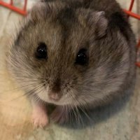 LYNX-T なおきん🐹 (@naokin_fn) 's Twitter Profile Photo LYNX-T なおきん🐹 (@naokin_fn) 's Twitter Profile Photo