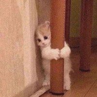 tomiy (@tomiyfv) 's Twitter Profile