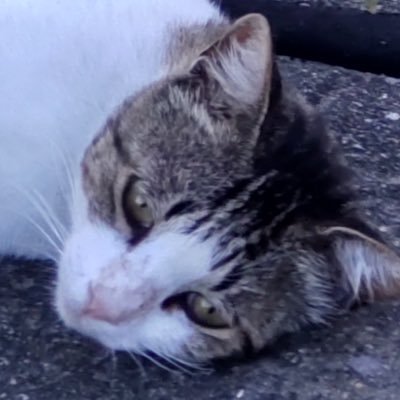 40代🐔独身⭐️👍無職✨実家暮らし☺️ロマサガRS2300日目ぐらい💎メカ推し🤖猫好き🐱 車S660🚘 バイクZ125PRO🏍️F1好き角田選手を応援してます! 主にロマサガRS、S660、たまにF1の事をつぶやいていこうと思ってます