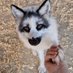 cute fox (@sahilkh28378323) Twitter profile photo