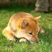 Tannaka_Aka's profile picture. 