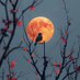 Night Bird (@emraanvenom) Twitter profile photo Night Bird (@emraanvenom) Twitter profile photo