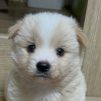 dog_cat_society's profile picture. 개와 앙큼고양이에 대하여