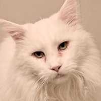 Saltkoenigin (@saltkoenigin) 's Twitter Profile Photo