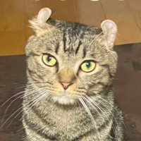 唐揚げ (@ngsaj1) 's Twitter Profile