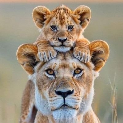 JuniorKakai's profile picture. Crypto Enthusiasts/ Academia/Future Currency/Blockchain/Logistics specialist