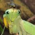 🦂🕷️🐌🐜🦗🪲🦟🪳🪰🐝🐞🦋🐛🪱 (@pnigomantis) Twitter profile photo 🦂🕷️🐌🐜🦗🪲🦟🪳🪰🐝🐞🦋🐛🪱 (@pnigomantis) Twitter profile photo