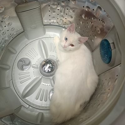 KuroNekooo27's profile picture. NFT we go!