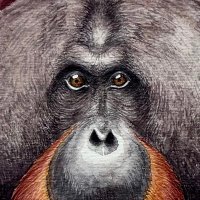 あむ🦧ドは動物のド (@amu_theape) 's Twitter Profile Photo