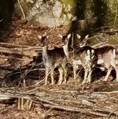 JagarenISkogen's profile picture. Skogen, jakten & umgänget kring den är centralt i mitt liv. Politik är alltid intressant! Alla tweet är privata