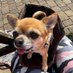 Bertie, Taffy, Trixie (@thechiamigos) Twitter profile photo Bertie, Taffy, Trixie (@thechiamigos) Twitter profile photo