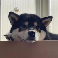 しば (@sh1bashiba2) 's Twitter Profile Photo