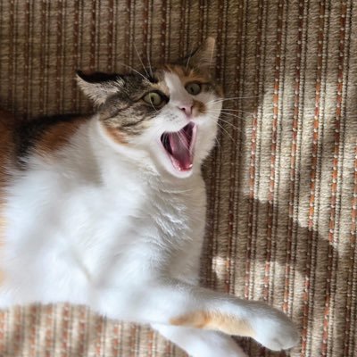 niyazikemer's profile picture. .