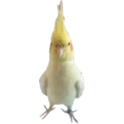 ChesedLou's profile picture. 