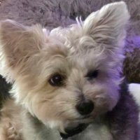 TinktinkBoop (@justmze1) 's Twitter Profile
