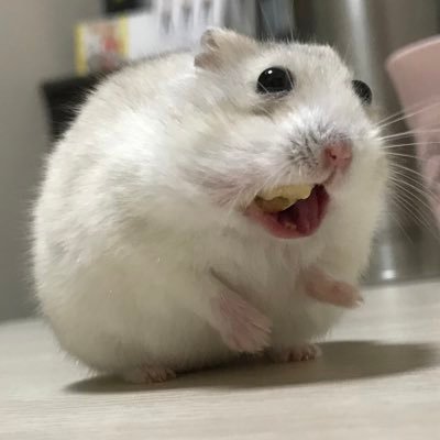 えだまめ Profile