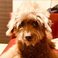 Shun Kamachi (@livegoodjp) 's Twitter Profile