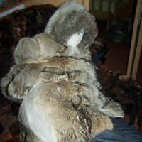 lukas fur coat bondage (@fur_fetis) 's Twitter Profile Photo