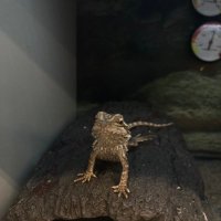 gfb (@gfbleslop1227) 's Twitter Profile