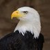 Real Eagle 🇦🇱🏳️🌈🦅 (@realeagle7799) Twitter profile photo Real Eagle 🇦🇱🏳️🌈🦅 (@realeagle7799) Twitter profile photo