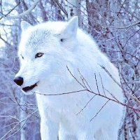 Alfredo Morales (@alfredomorale57) 's Twitter Profile