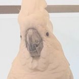 Pratinha777's profile picture. Discord: pratinha777