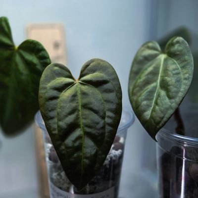 rachel_kelsall's profile picture. 