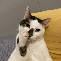 melis (@carlsbergcan) Twitter profile photo