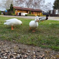 NoviceNaturists (@uknc9) 's Twitter Profile