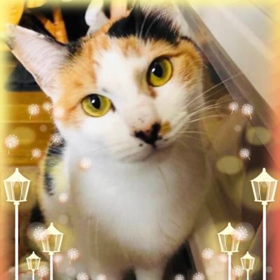 リンパエステセラピスト重度訪問介護、猫好き、オカルト好き、不思議大好き、コロナワクチンで叔母が死んだ事がきっかけでいろんな事に目覚める。とんちかんなポストは無視してブロックします なりすまし詐欺が多いのでDMやり取りはしません。直感で危険そうな人はブロックします。タニエールの意味は、動物の巣穴、隠れ家です